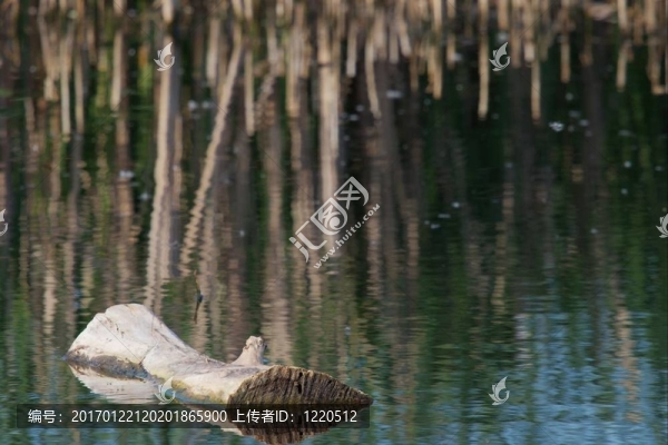 湖