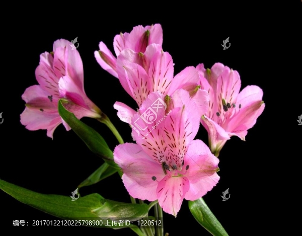 pervian,Alstromeria粉紅色百合ligtu混合