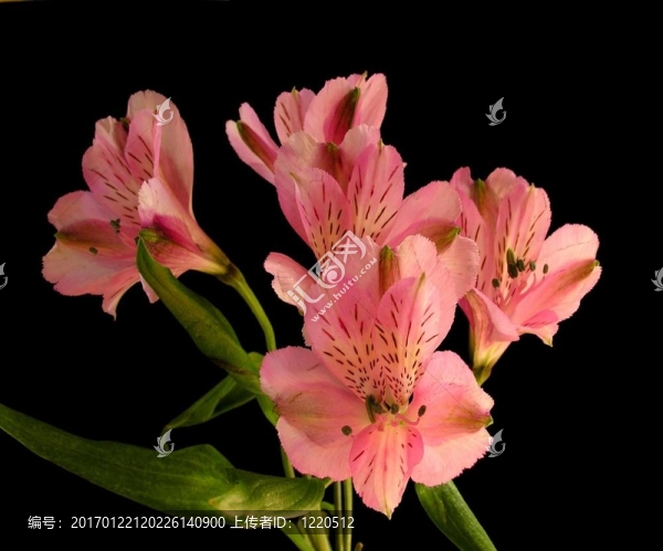 Alstromeria粉紅秘魯百合ligtu混合