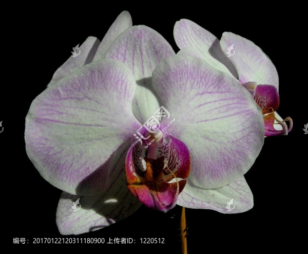條紋的蝴蝶蘭-,Phalaenopsis,Newberry,Parfait