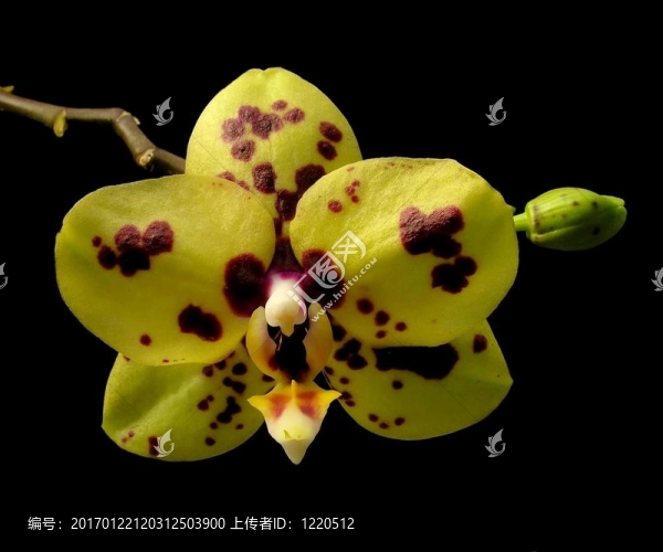 斑蛾蘭-,Phalaenopsis,Sogo,Pearl