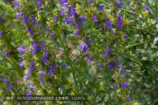 牛膝草