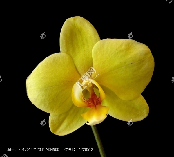 黃色蝴蝶蘭-,Phalaenopsis,Gloria,Faye