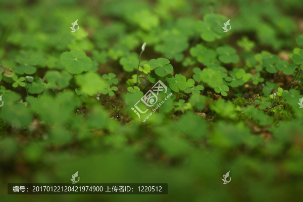 4片三葉草森林