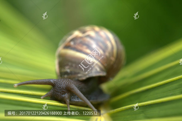 蝸牛在葉