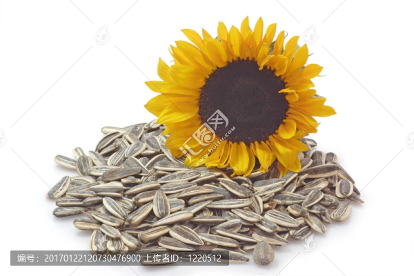 葵花籽