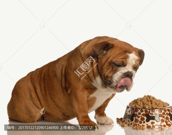 餓狗