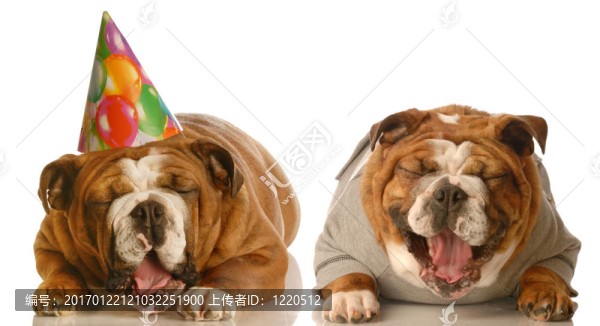 生日的搞笑的狗