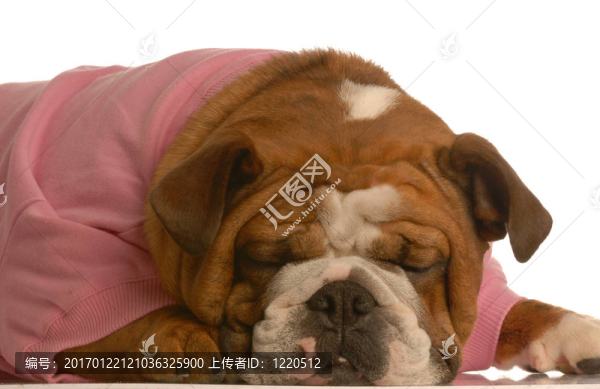 悲傷的女狗