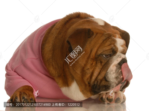 女狗舔嘴唇