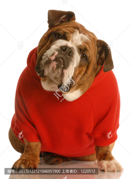 英國斗牛犬