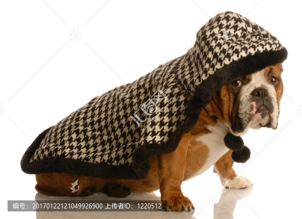 英國(guó)斗牛犬穿著斗篷