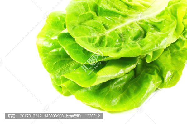 生菜