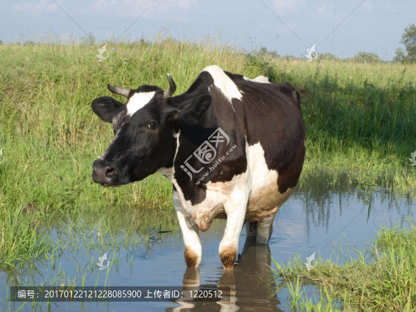 夏日草地上黑白相間的奶牛