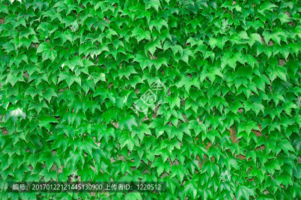 葡萄樹(shù)的背景