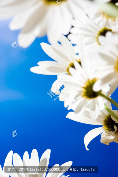 雛菊