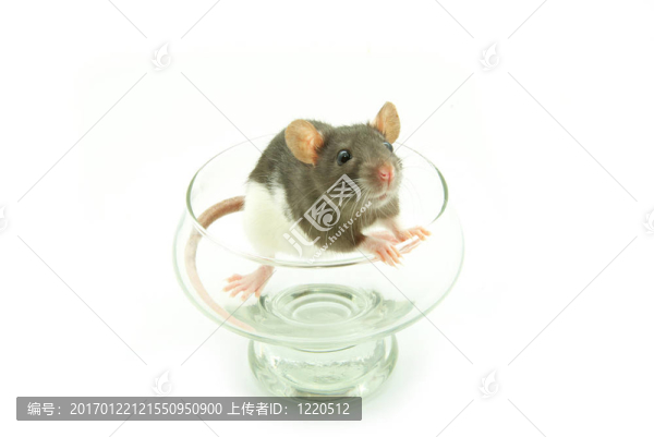 老鼠