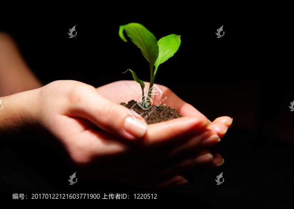 植物在手