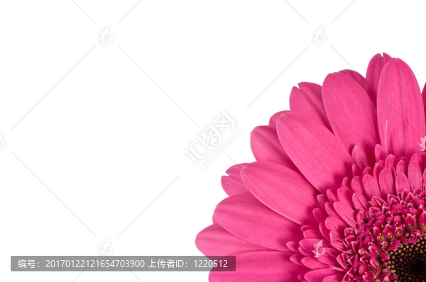 粉紅色的Gerber的雛菊花