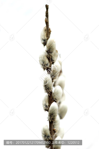 野生樹花