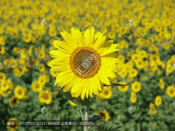 向日葵