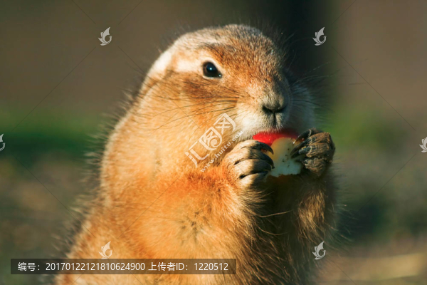 prairiedog吃蘋果