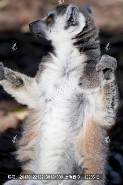 狐猴