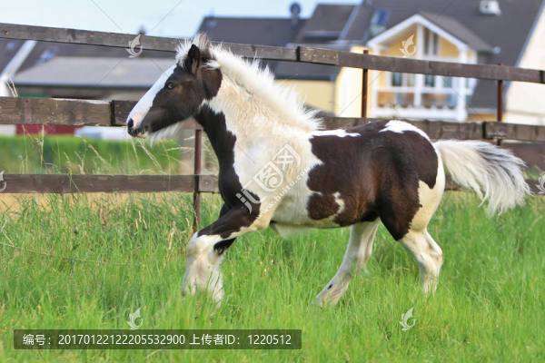 兀的小馬駒