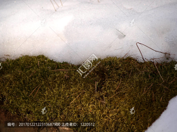 苔蘚和雪