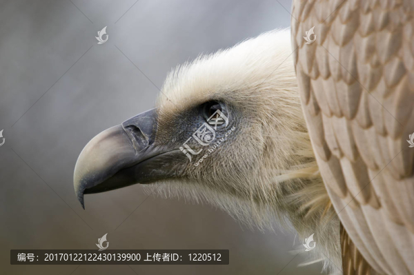 兀鷲
