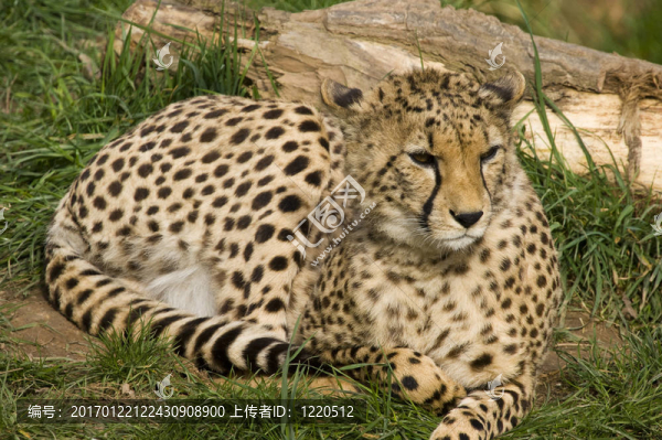 獵豹