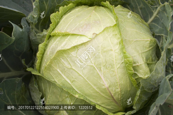甘藍(lán)