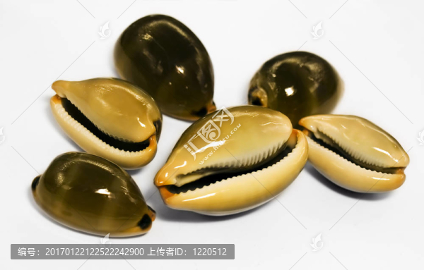 海蝸牛