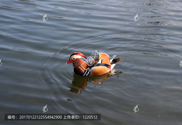 倫敦海德公園鴨