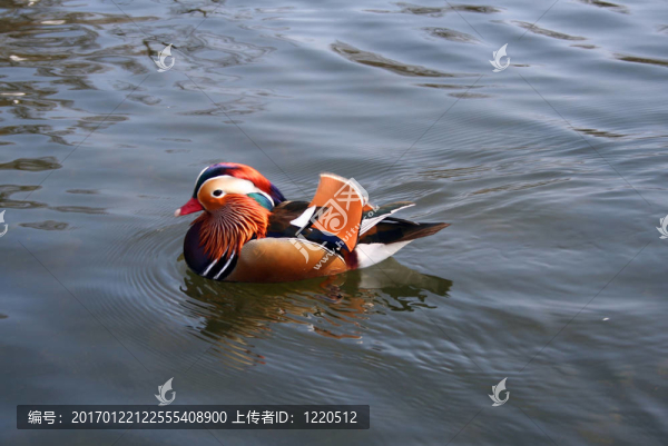 倫敦海德公園鴨