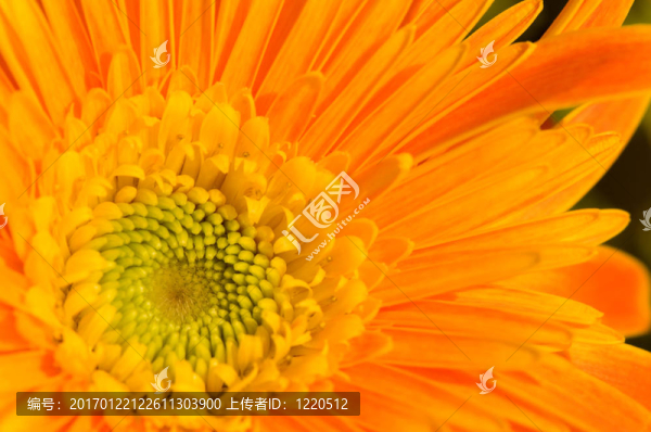 橙色的瑪格麗特