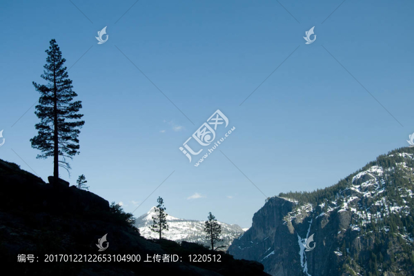 孤獨(dú)的樹