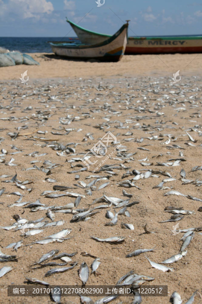 魚碼頭海灘；金奈；印度