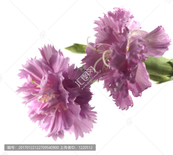紫馨花