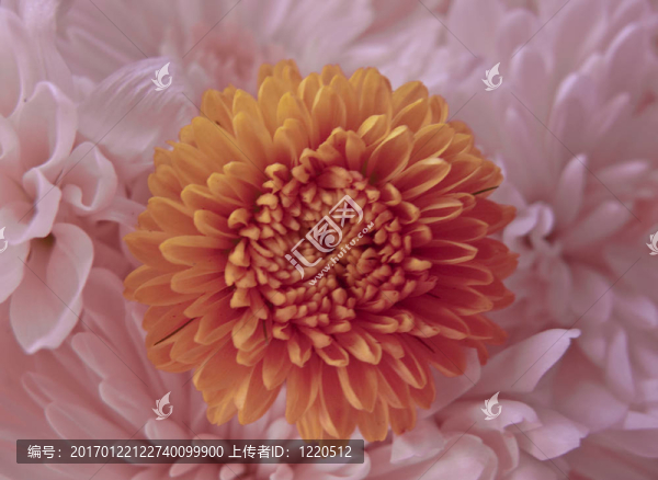 春天的花朵