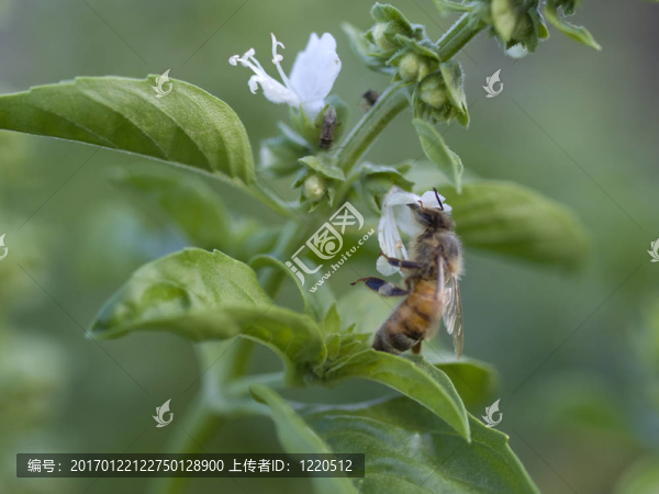羅勒花上忙碌的蜜蜂