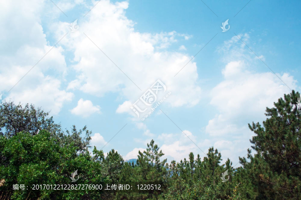 綠色的松樹(shù)反對(duì)云和天空