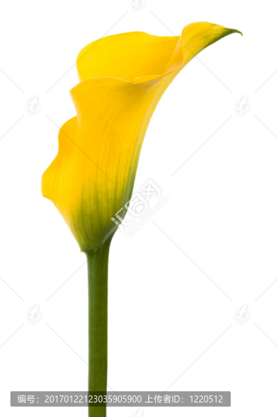 美麗的黃色的花