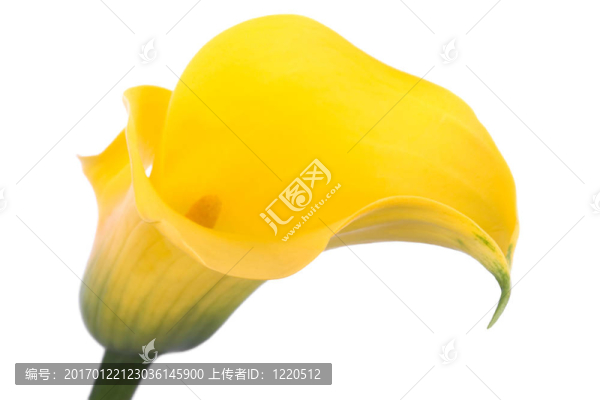 美麗的黃色的花