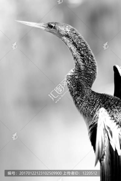 沼澤地的鳥