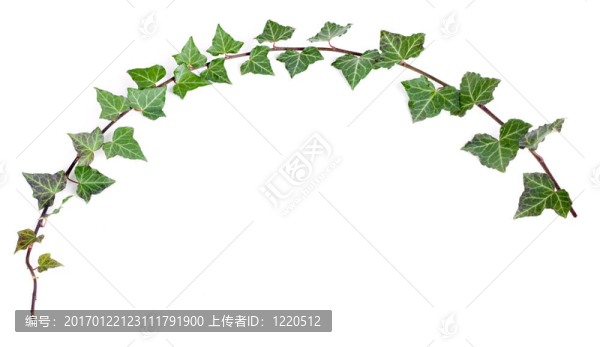 生長的常春藤
