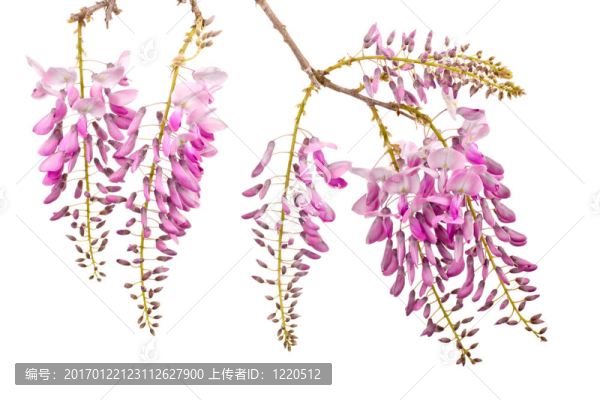 粉紅色的紫藤花