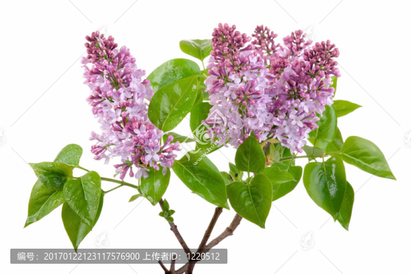 白色的丁香花