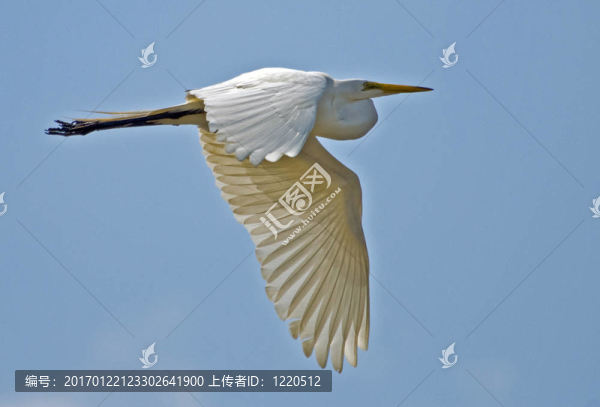 在飛行中對藍(lán)天白鷺
