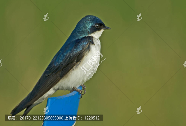 樹(shù)上的燕子